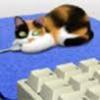 lou cat