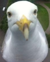 Ritratto dell'utente